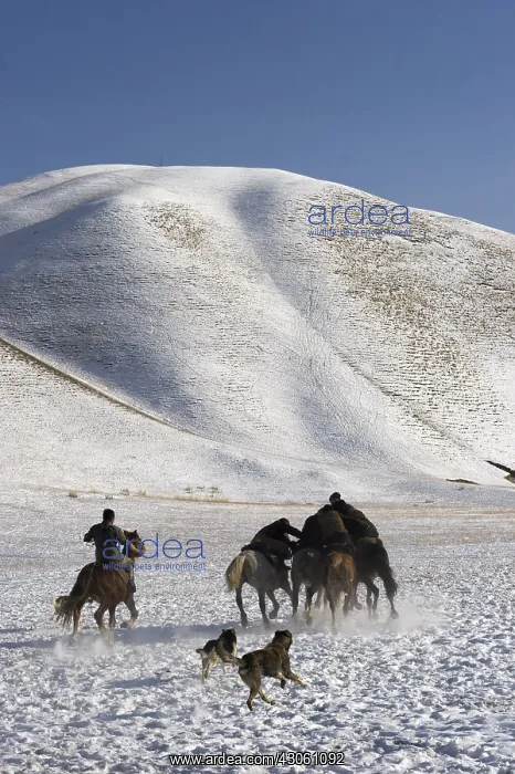 : Nomadic horsemen playing Ulach Taricht in Kyrgyzstan : Nomadic horsemen playing Ulach Taricht in Kyrgyzstan