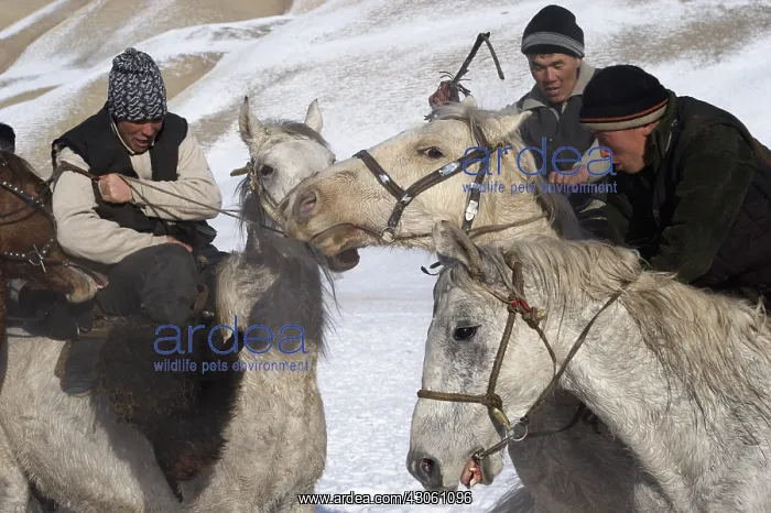 : Nomadic horsemen playing Ulach Taricht in Kyrgyzstan : Nomadic horsemen playing Ulach Taricht in Kyrgyzstan