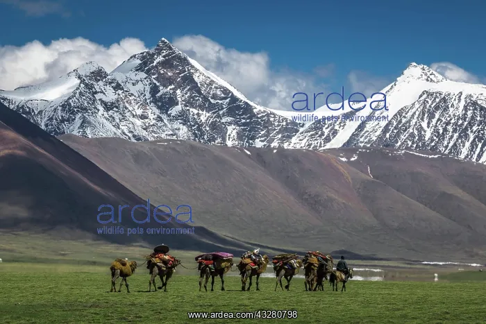 : Nomadic Mongolians. Seasonal migration by Camel : Nomadic Mongolians. Seasonal migration by Camel
