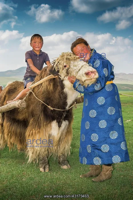 : Nomadic woman hugging the head of yak, a boy sitting : Nomadic woman hugging the head of yak, a boy sitting