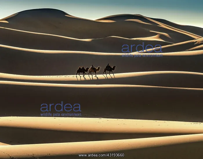 : Nomads ride on Bactrian camels (Camelus bactrianus) : Nomads ride on Bactrian camels (Camelus bactrianus)
