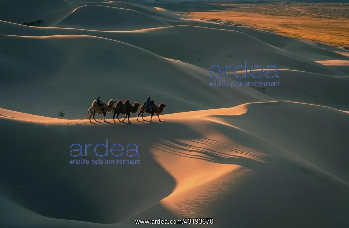 : Nomads riding Bactrian camels (Camelus bactrianus) : Nomads riding Bactrian camels (Camelus bactrianus)