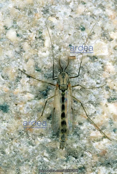 : Non-biting Midge : Non-biting Midge