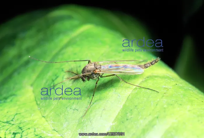 : Non-Biting Midge - male : Non-Biting Midge - male