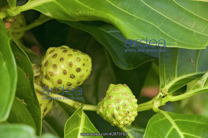 : Noni / Indian mulberry - medicinal for many purposes : Noni / Indian mulberry - medicinal for many purposes