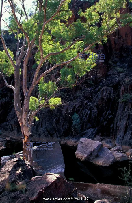: Nooldoonooldoona Waterhole, Arkaroola-Mount Painter : Nooldoonooldoona Waterhole, Arkaroola-Mount Painter