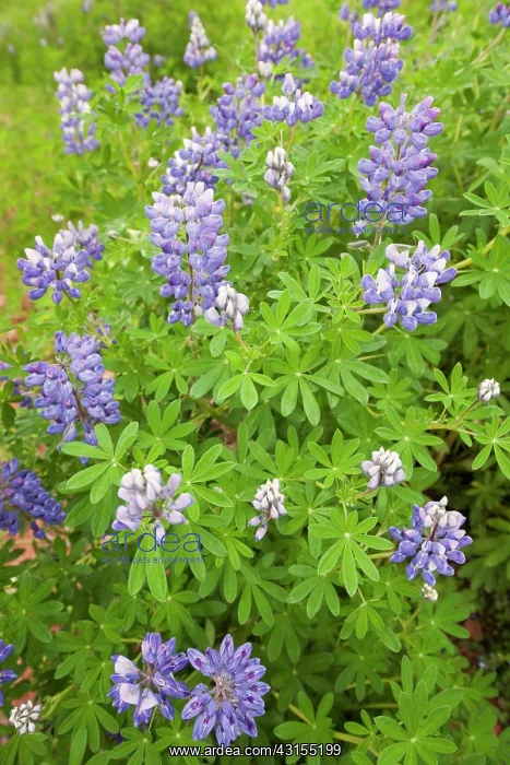 : Nootka Lupin : Nootka Lupin