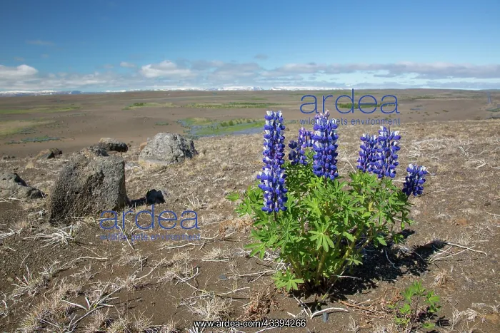: Nootka Lupin : Nootka Lupin
