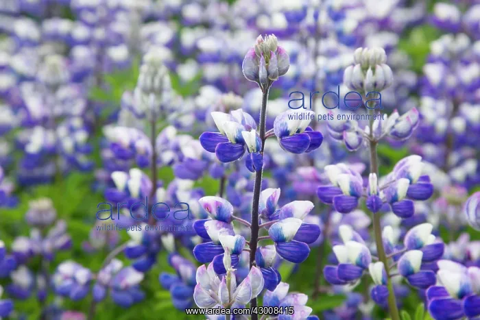 : Nootka Lupin - introduced to fertilise soil : Nootka Lupin - introduced to fertilise soil