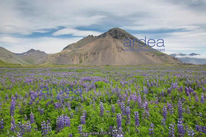 : Nootka lupine - flowering plant in summer - Iceland : Nootka lupine - flowering plant in summer - Iceland