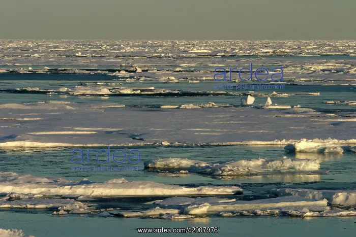  : Nord Svalbard - Spitzberg - Pack Ice