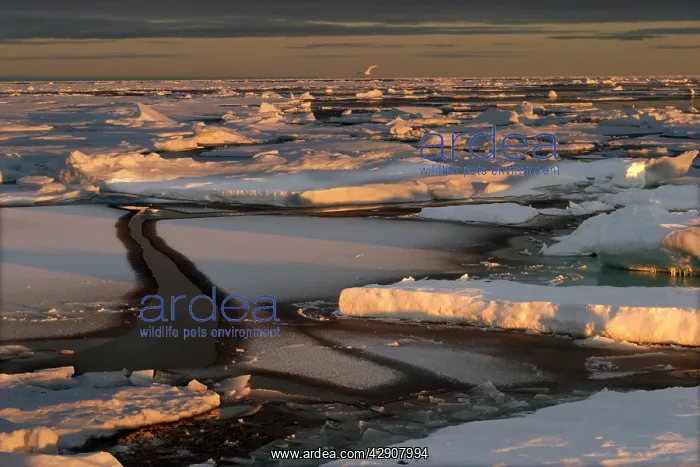  : Nord Svalbard - Spitzberg - Pack Ice