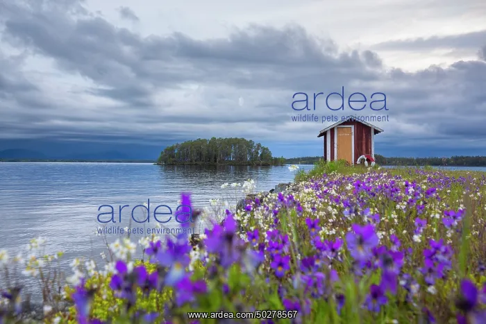 : Norderoen. Boathouse at the isle of Norderoen close to lake Storsjoen - Sweden : Norderoen. Boathouse at the isle of Norderoen close to lake Storsjoen - Sweden