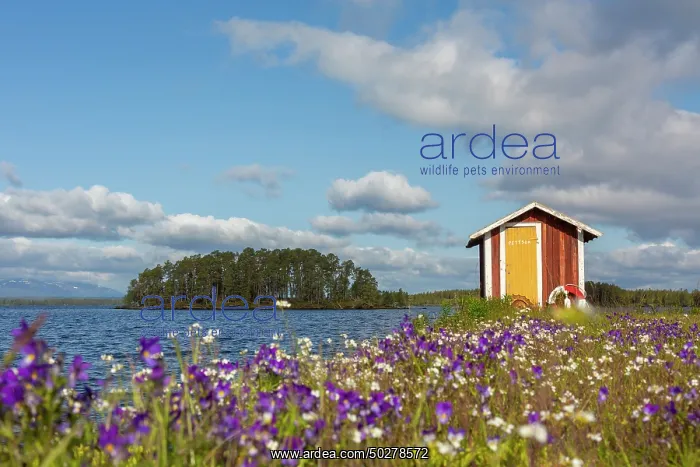 : Norderoen. Boathouse at the isle of Norderoen close to lake Storsjoen - Sweden : Norderoen. Boathouse at the isle of Norderoen close to lake Storsjoen - Sweden