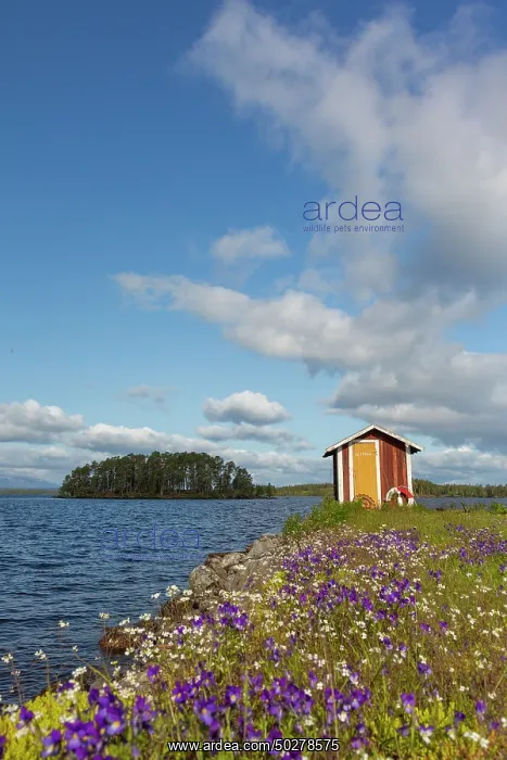 : Norderoen. Boathouse at the isle of Norderoen close to lake Storsjoen - Sweden : Norderoen. Boathouse at the isle of Norderoen close to lake Storsjoen - Sweden