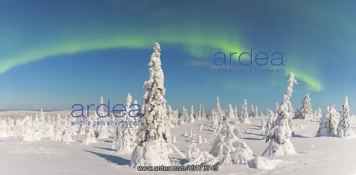 : Nordlicht Finnland : Nordlicht Finnland