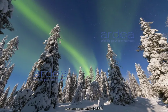 : Nordlicht Finnland : Nordlicht Finnland