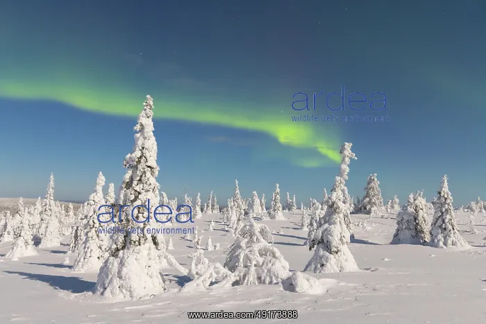 : Nordlicht Finnland : Nordlicht Finnland