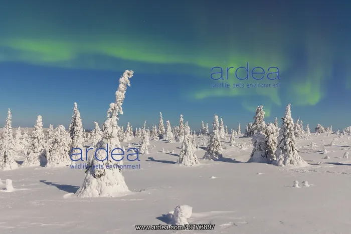 : Nordlicht Finnland : Nordlicht Finnland