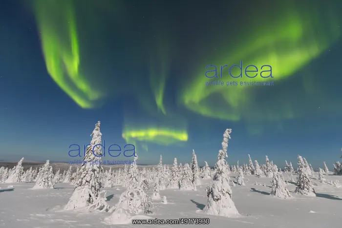 : Nordlicht Finnland : Nordlicht Finnland