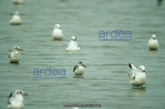 : Nordmann's Greenshank : Nordmann's Greenshank