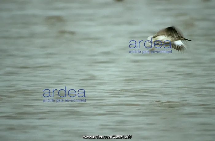  : Nordmann's Greenshank - in flight