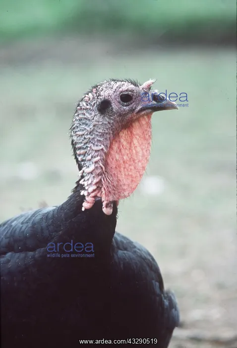 : NORFOLK BLACK TURKEY - close-upof head and shoulders : NORFOLK BLACK TURKEY - close-upof head and shoulders