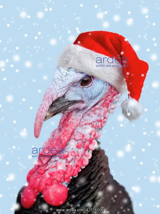  : Norfolk Black Turkey, wearing Christmas hat in falling