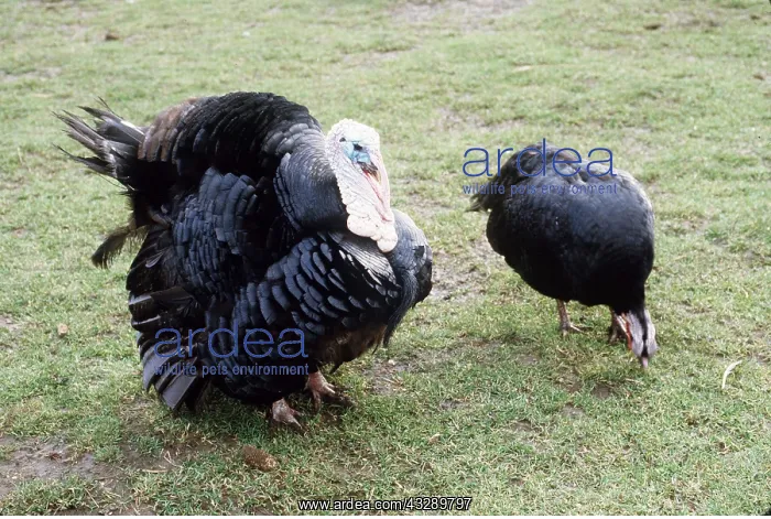  : NORFOLK BLACK TURKEY - x two, domestic