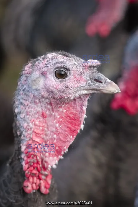 : Norfolk Black Turkeys, Norfolk UK : Norfolk Black Turkeys, Norfolk UK