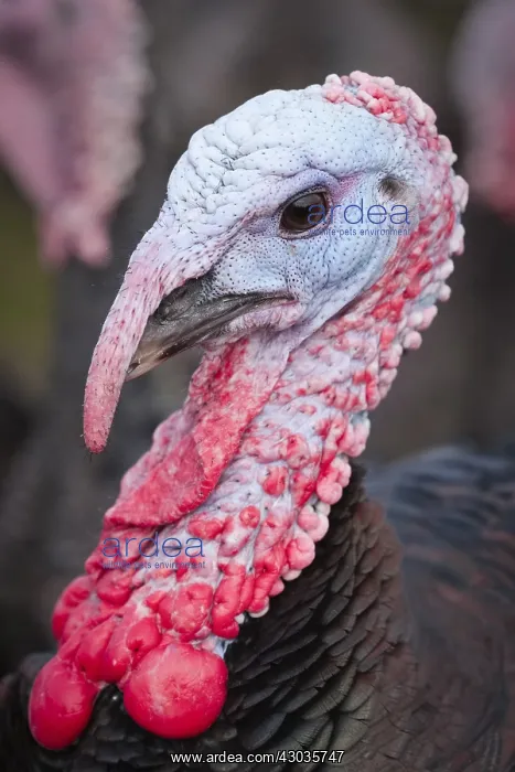 : Norfolk Black Turkeys, Norfolk UK : Norfolk Black Turkeys, Norfolk UK