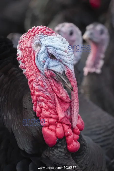 : Norfolk Black Turkeys, Norfolk UK : Norfolk Black Turkeys, Norfolk UK