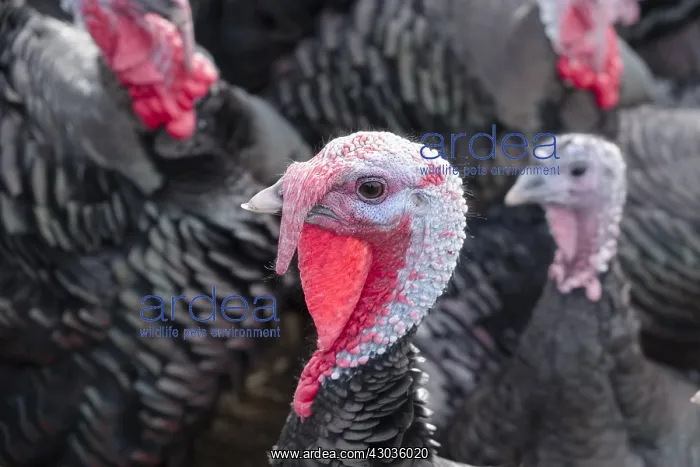 : Norfolk Black Turkeys, Norfolk UK : Norfolk Black Turkeys, Norfolk UK
