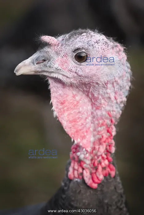 : Norfolk Black Turkeys, Norfolk UK : Norfolk Black Turkeys, Norfolk UK