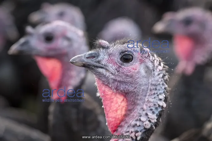 : Norfolk Black Turkeys, Norfolk UK : Norfolk Black Turkeys, Norfolk UK