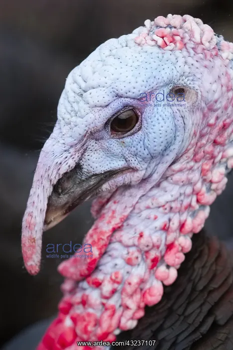  : Norfolk Black Turkeys, Norfolk UK