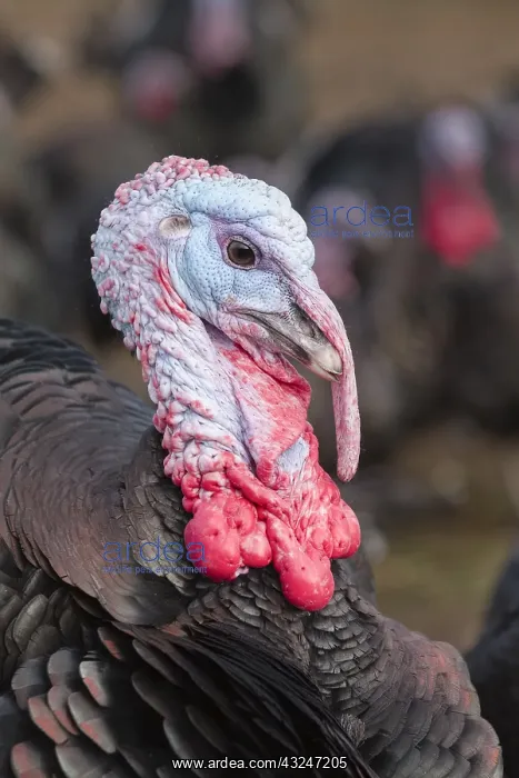 : Norfolk Black Turkeys, Norfolk UK : Norfolk Black Turkeys, Norfolk UK