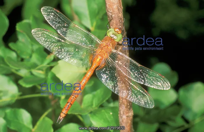 : Norfolk Hawker DRAGONFLY : Norfolk Hawker DRAGONFLY
