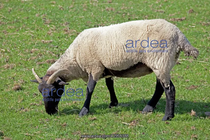 : Norfolk horn black faced sheep - grazing : Norfolk horn black faced sheep - grazing