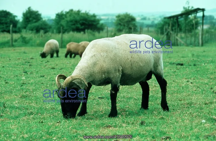  : Norfolk Horn SHEEP