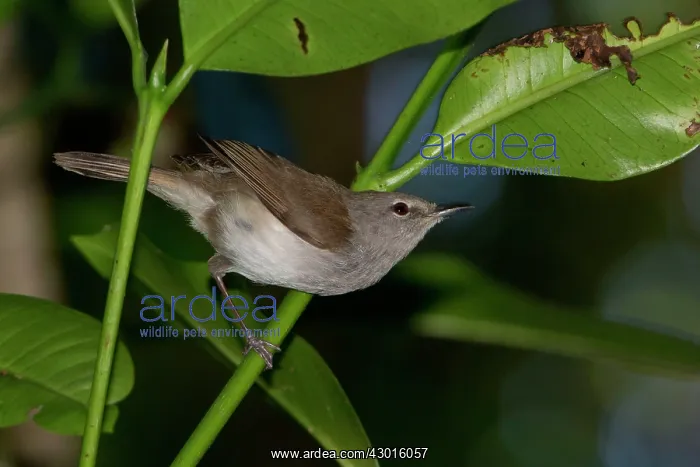  : Norfolk Island Gerygone  /  Norfolk Gerygone foraging