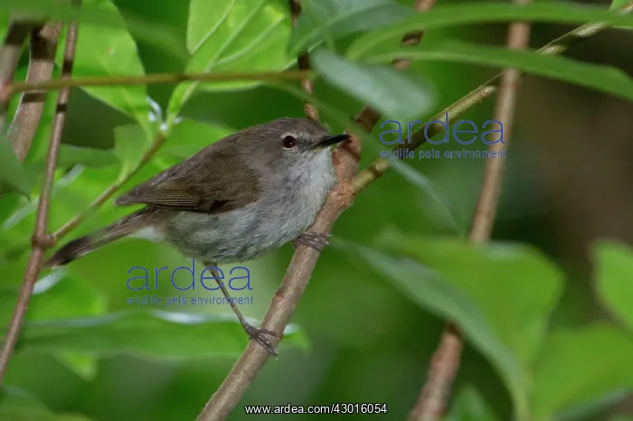 : Norfolk Island Gerygone / Norfolk Gerygone perched on twig : Norfolk Island Gerygone / Norfolk Gerygone perched on twig