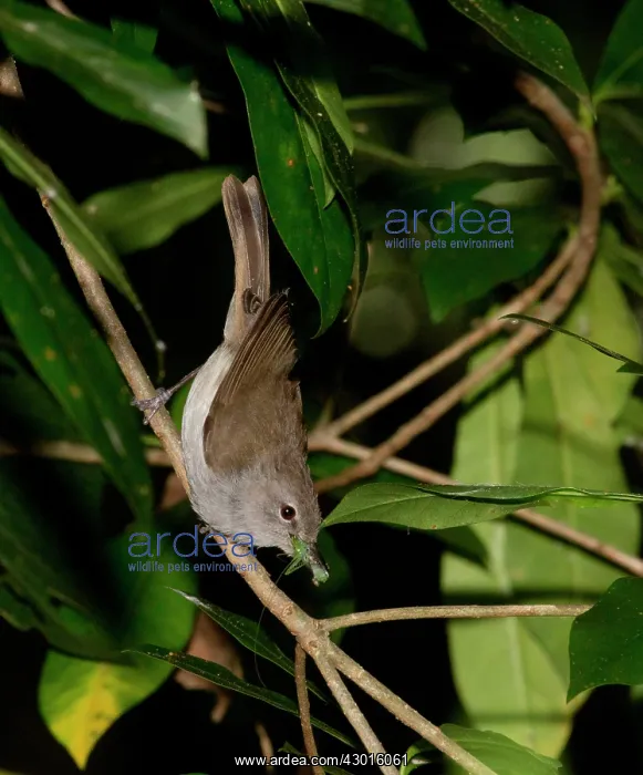 : Norfolk Island Gerygone perched on twig carrying insects : Norfolk Island Gerygone perched on twig carrying insects