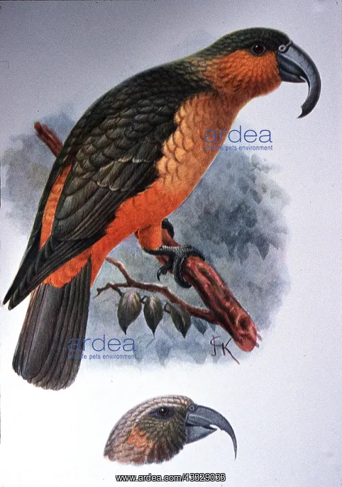 : Norfolk Island Parrot & Lords Howe Island Parrot : Norfolk Island Parrot & Lords Howe Island Parrot