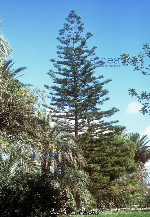 : Norfolk Island Pine : Norfolk Island Pine
