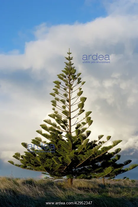 : Norfolk Island Pine : Norfolk Island Pine