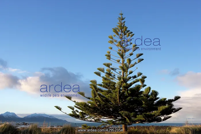 : Norfolk Island Pine : Norfolk Island Pine
