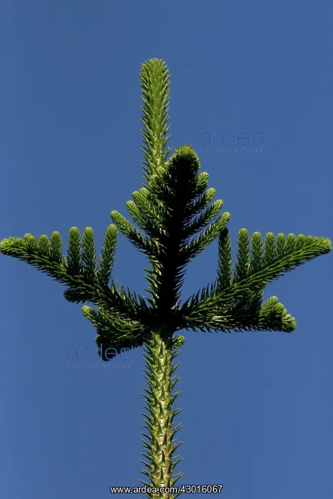  : Norfolk Island Pine