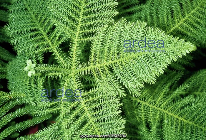 : NORFOLK ISLAND PINE : NORFOLK ISLAND PINE