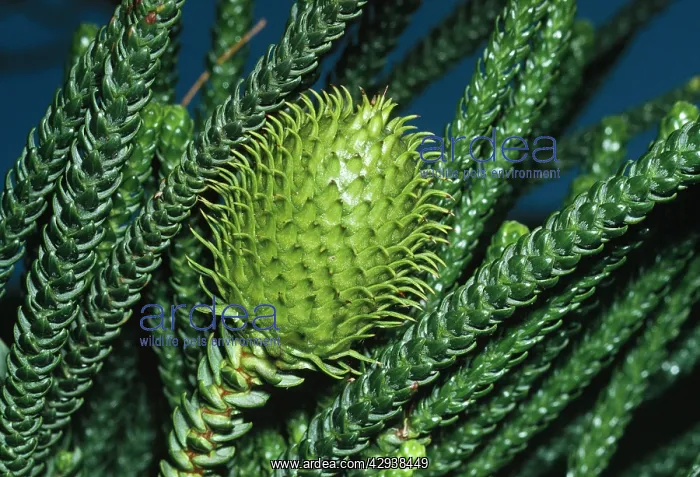 : Norfolk Island PINE cone : Norfolk Island PINE cone